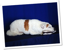 Pet taxidermy service nationwide Pet taxidermy services with nationwide shipping