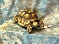 Preserved turtle example