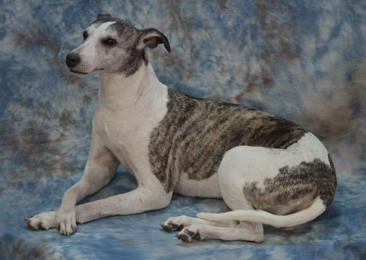 Pet Cremation Services Private pet cremation services with compassionate care